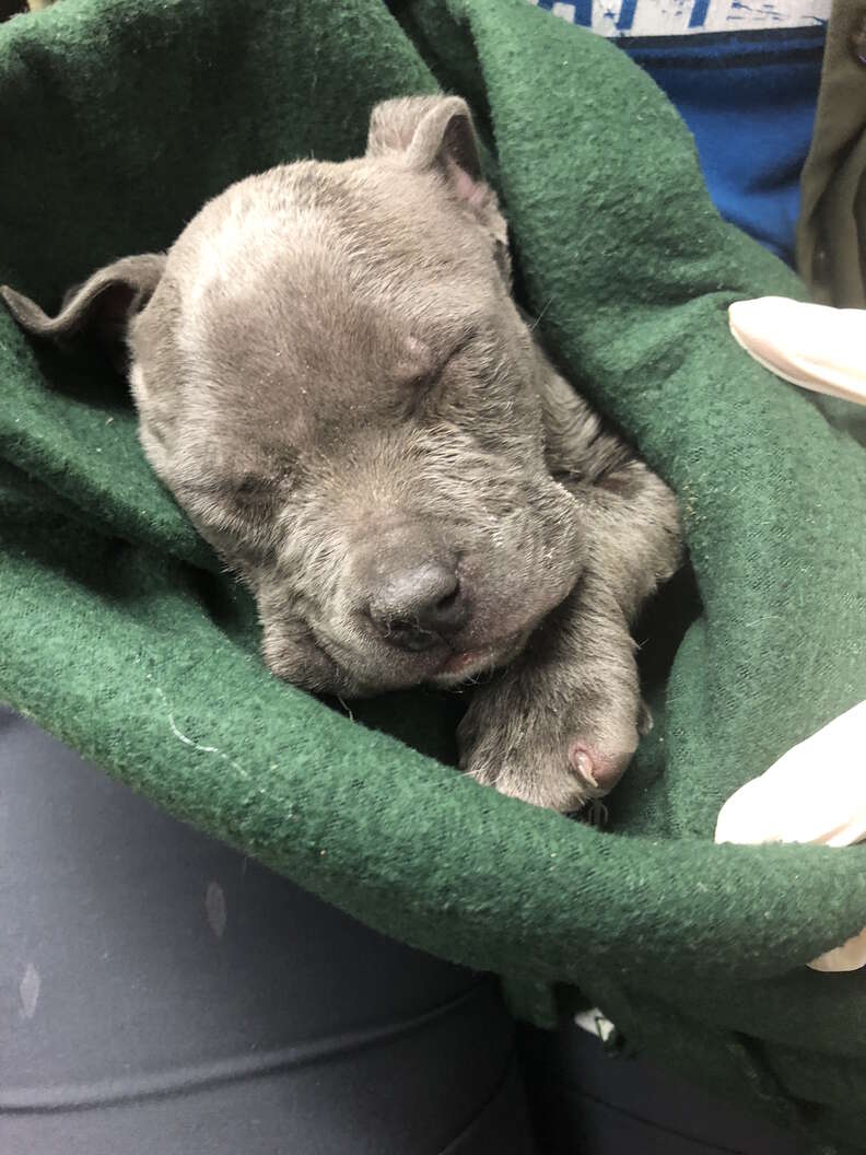 frozen puppies found in box