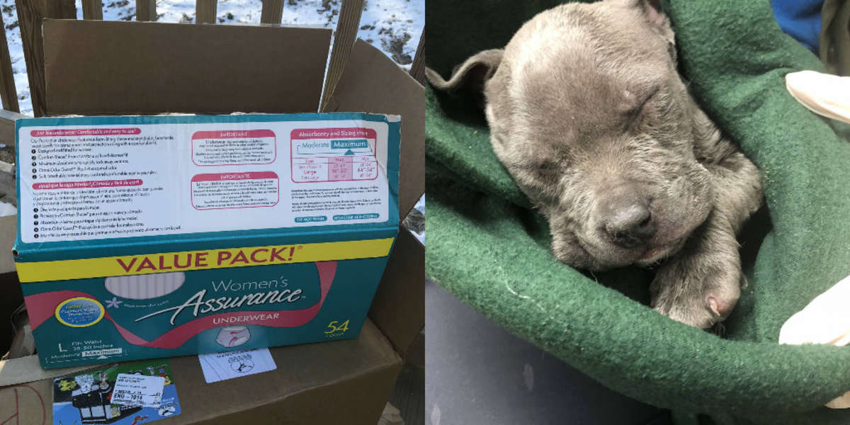 Two Frozen Puppies Abandoned Inside A Box Get Help Just In Time - The Dodo
