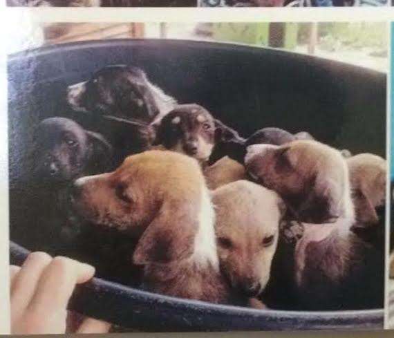 Photograph of puppies inside of a bucket