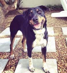 Picture of a dog smiling