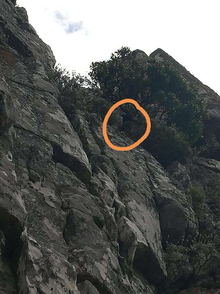 Spot on mountain cliff where missing dog was found
