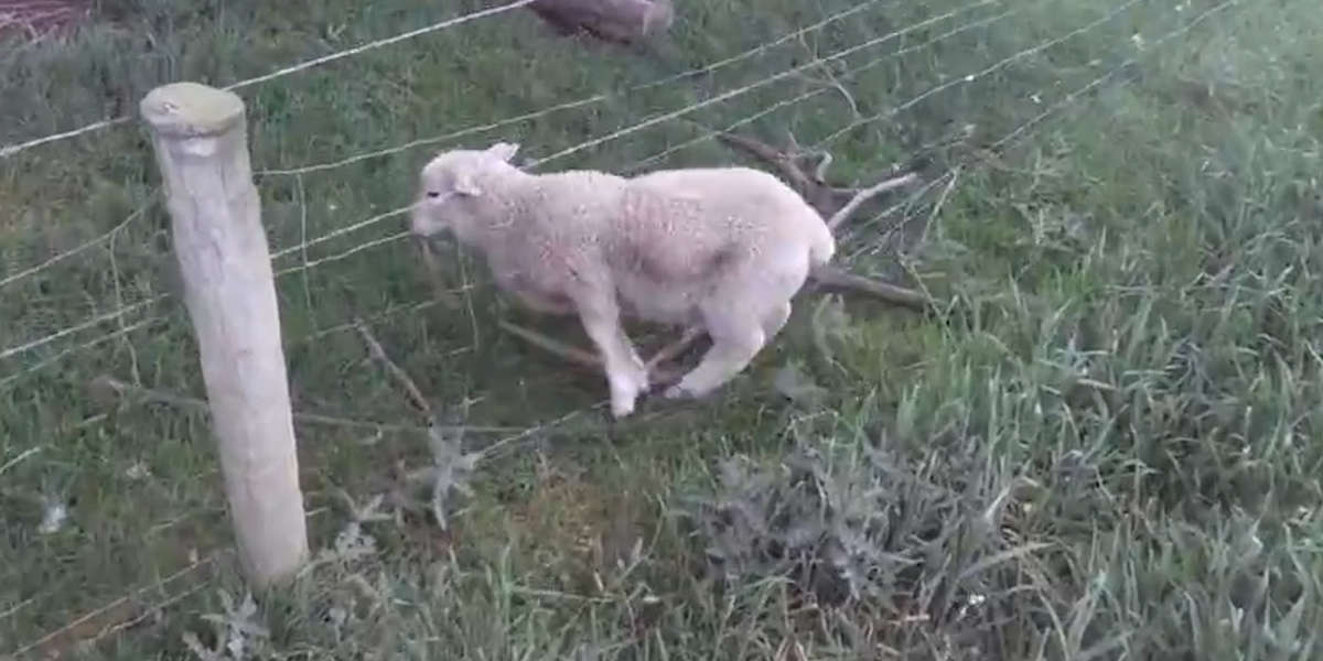 Sheep Stuck In Wire Fence Is Lucky This Guy On A Motorcycle Drove By ...