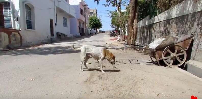 dog with swollen head