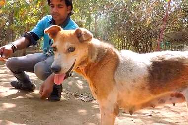 dog with swollen head