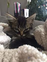Stray kitten brought back to life in Indiana