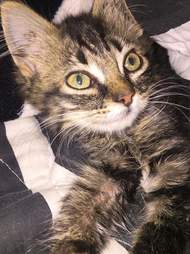 Stray kitten brought back to life in Indiana