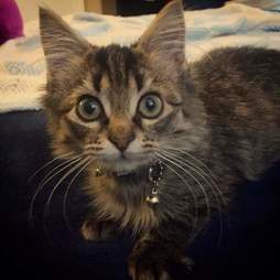 Stray kitten brought back to life in Indiana
