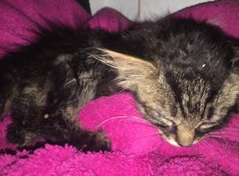 Stray kitten brought back to life in Indiana