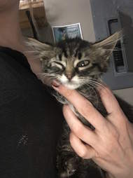 Stray kitten brought back to life in Indiana