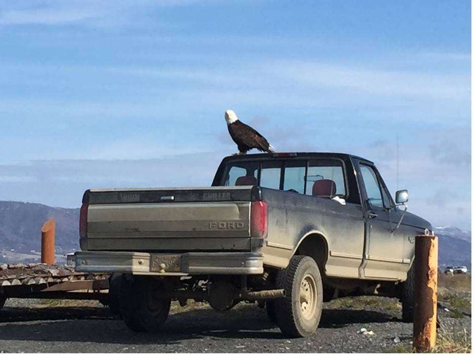 bald eagle alaska