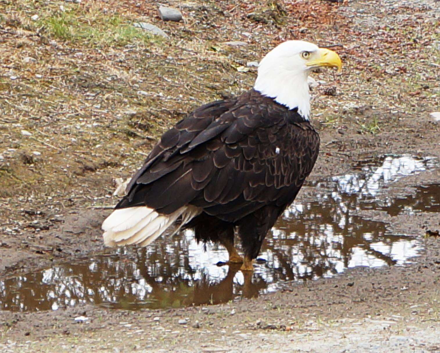 bald eagle alaska wild