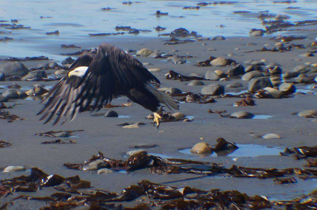 Bald eagle alaska