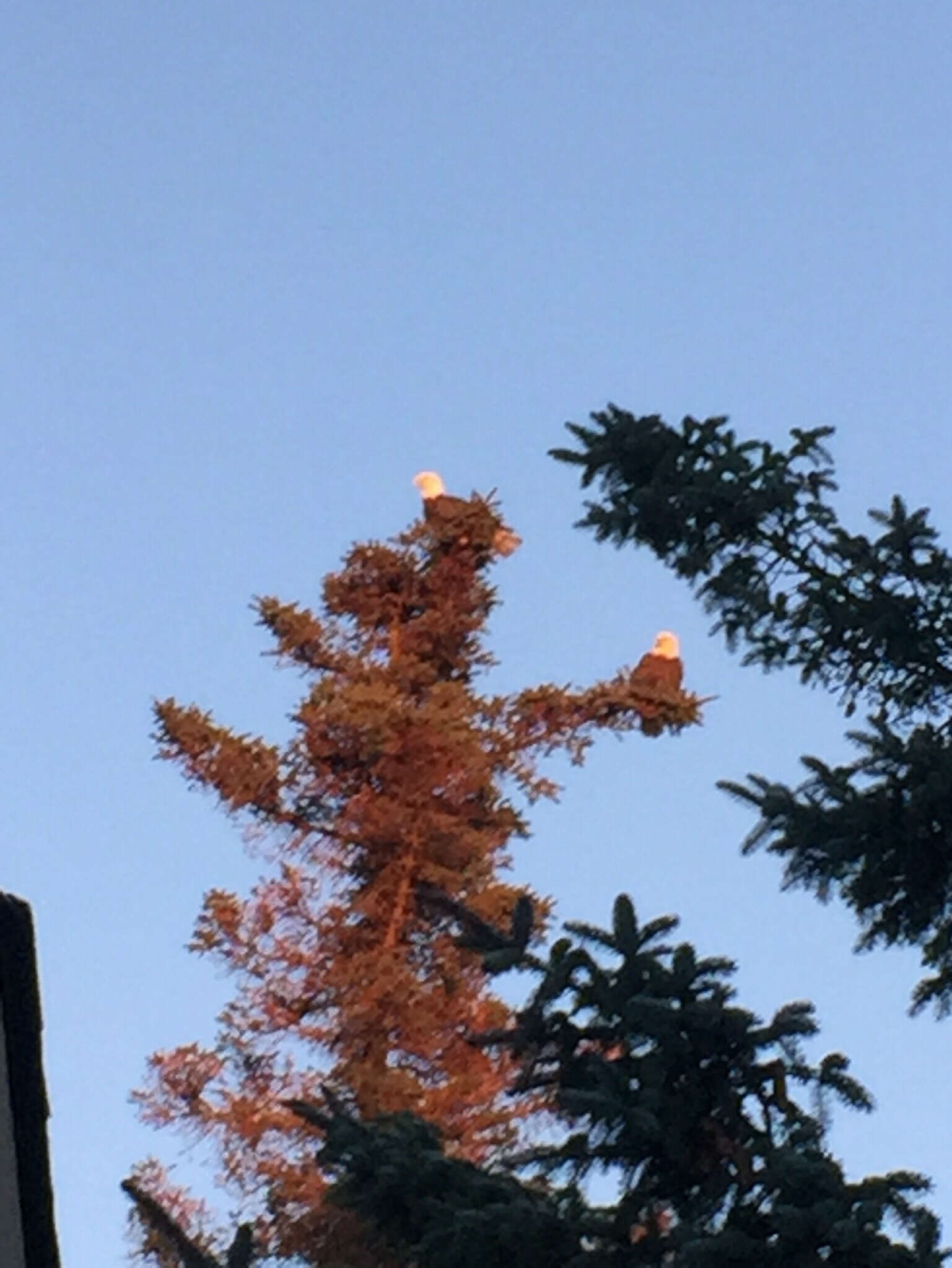 bald eagle nest alaska