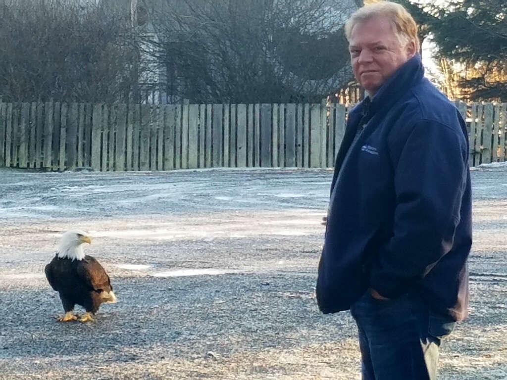 bald eagle alaska