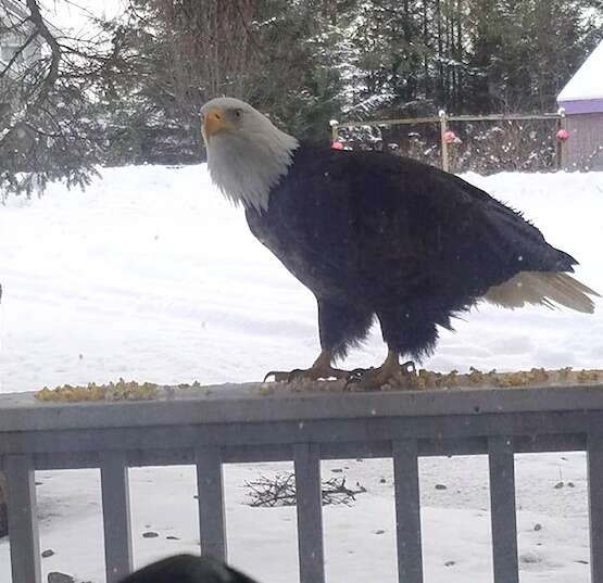 alaska bald eagle