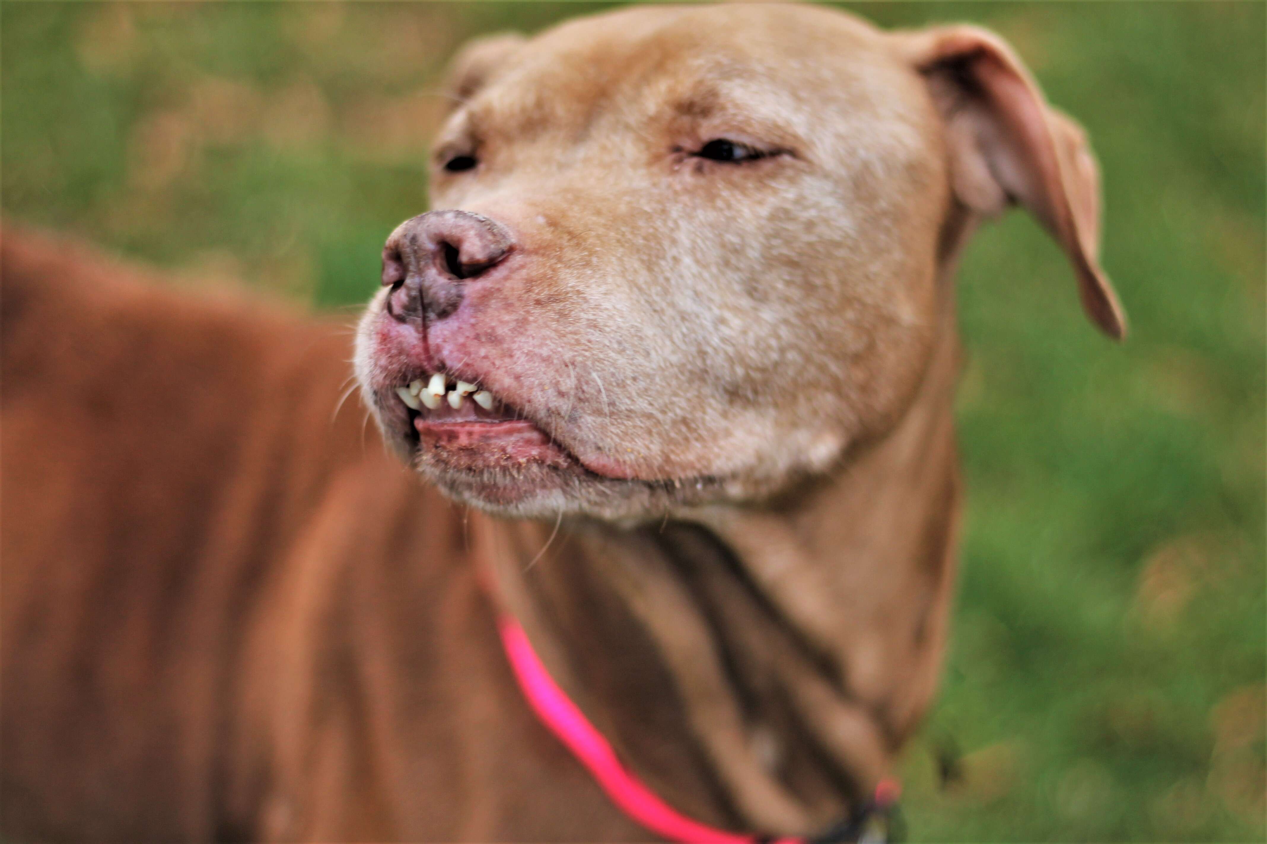 dog with unique smile