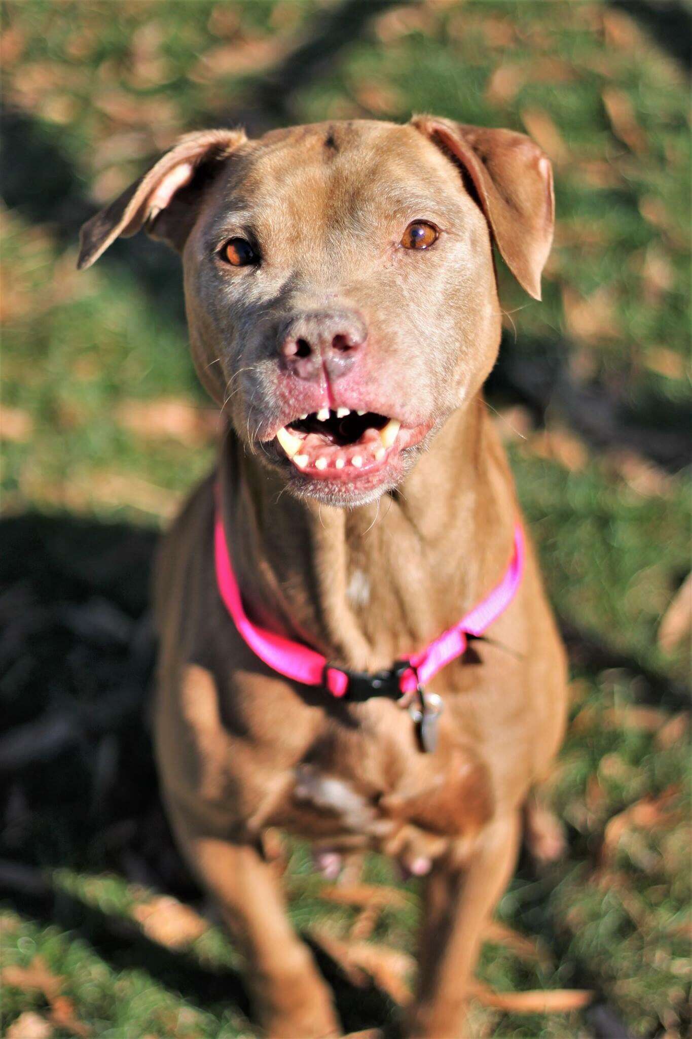 dog with unique smile