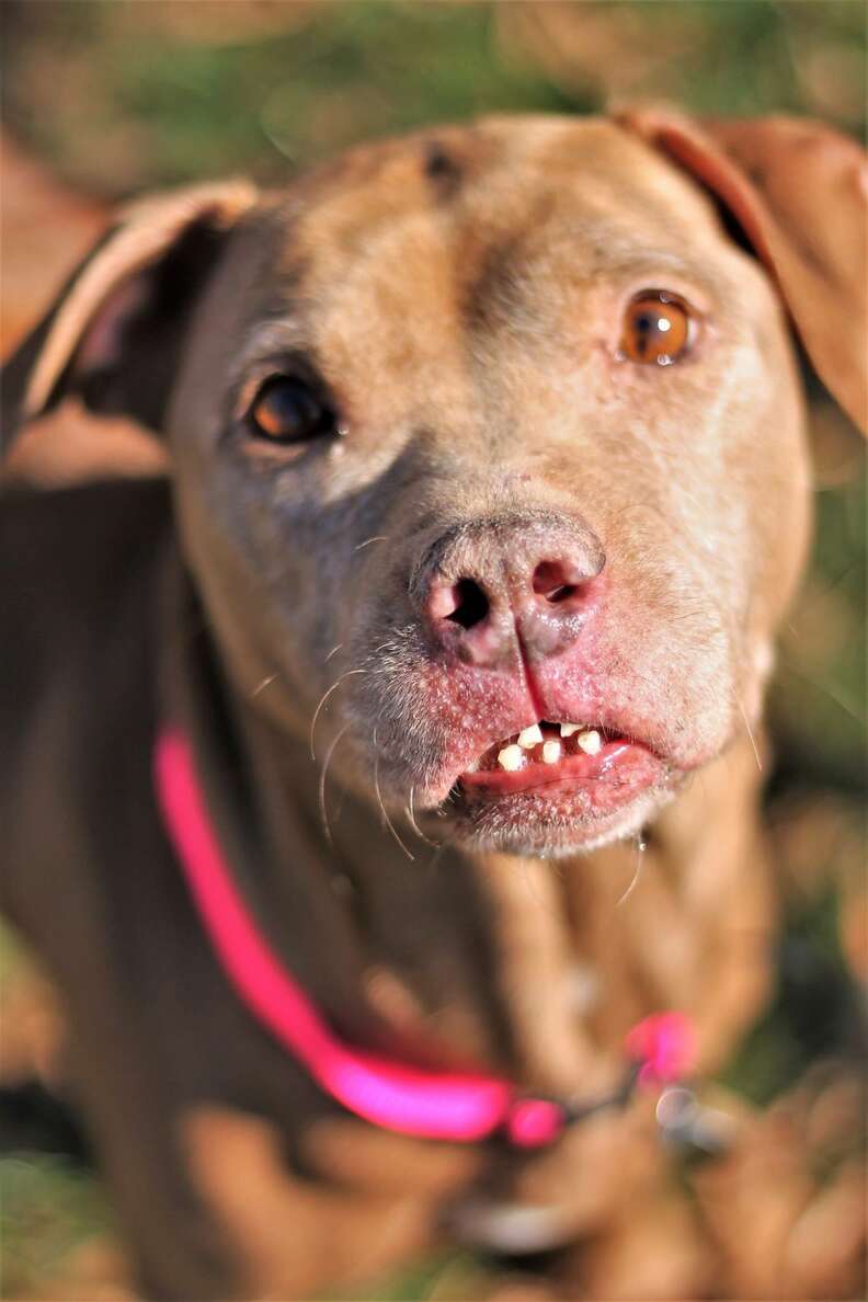 which dog has the largest teeth