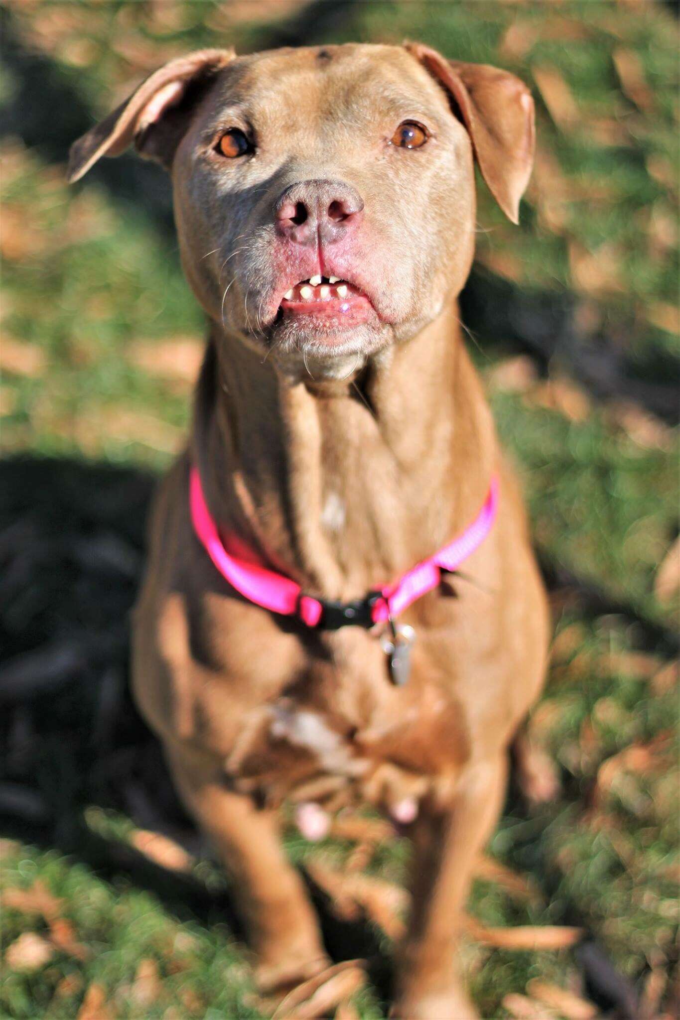 dog with unique smile