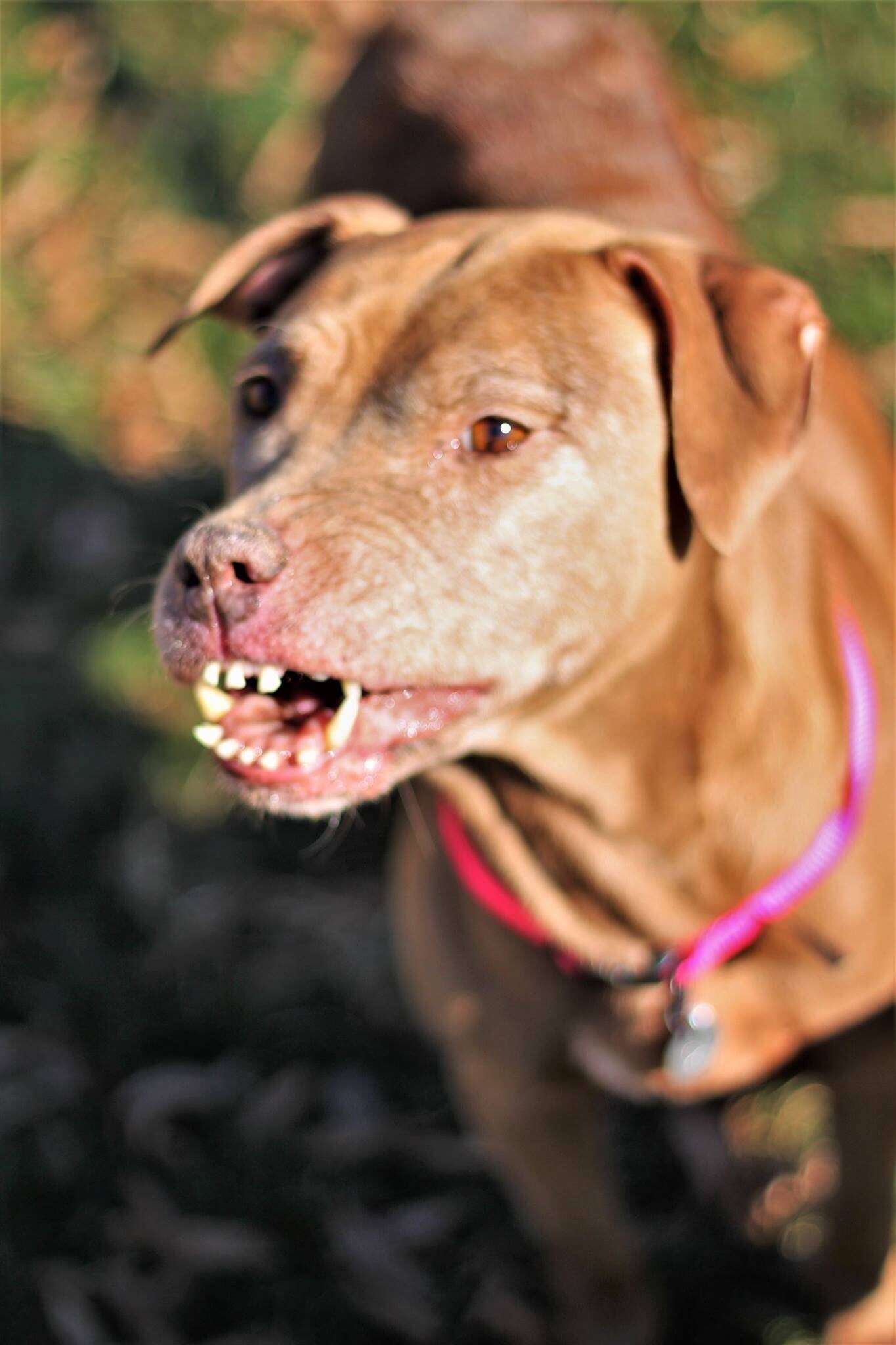 dog with unique smile