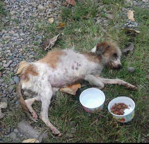 Emaciated and anemic dog in Costa Rica