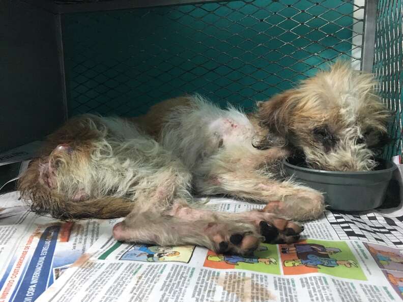 Emaciated anemic dog at veterinarian's office in Costa Rica