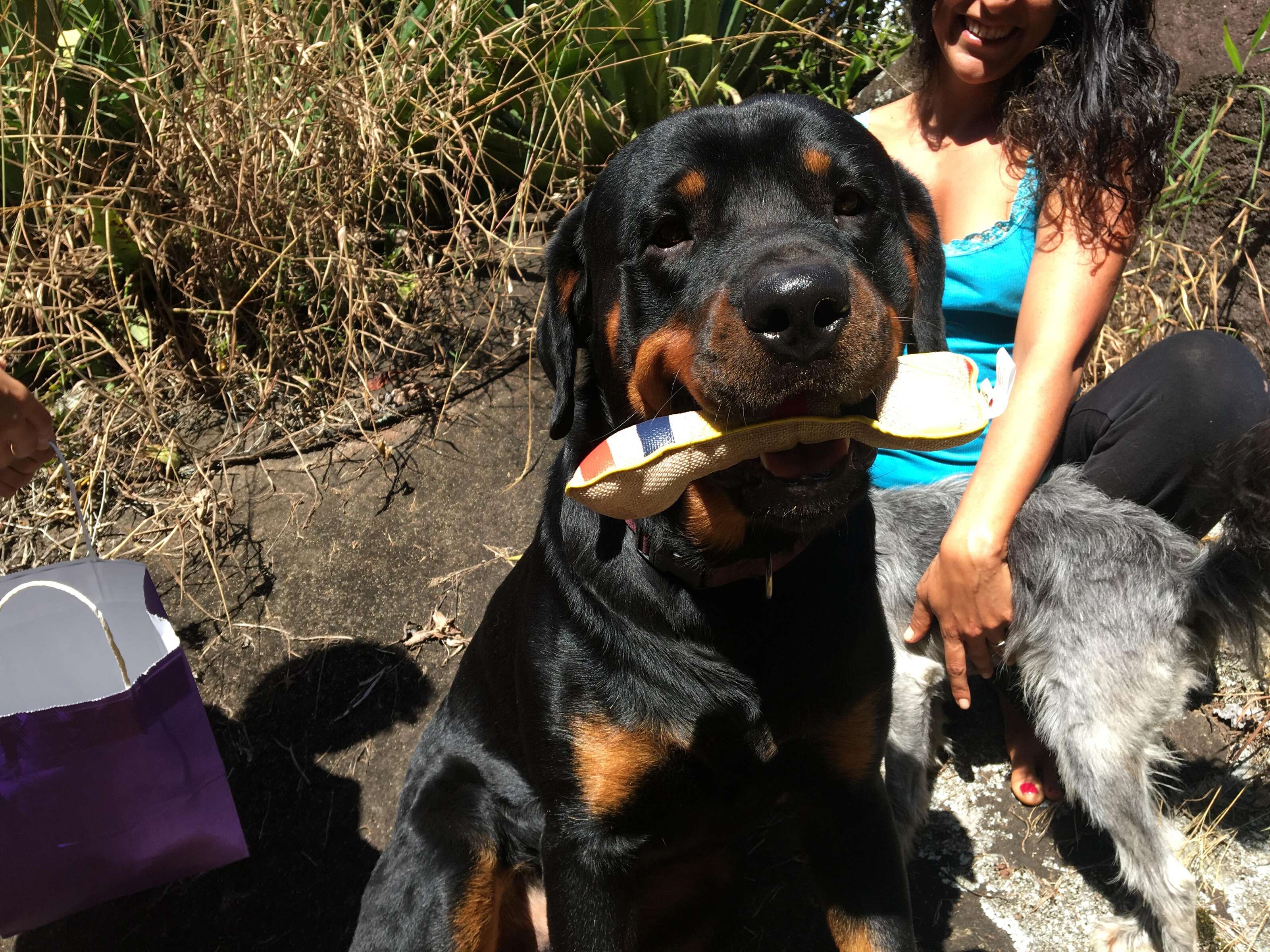 Dog who gave blood in Costa Rica