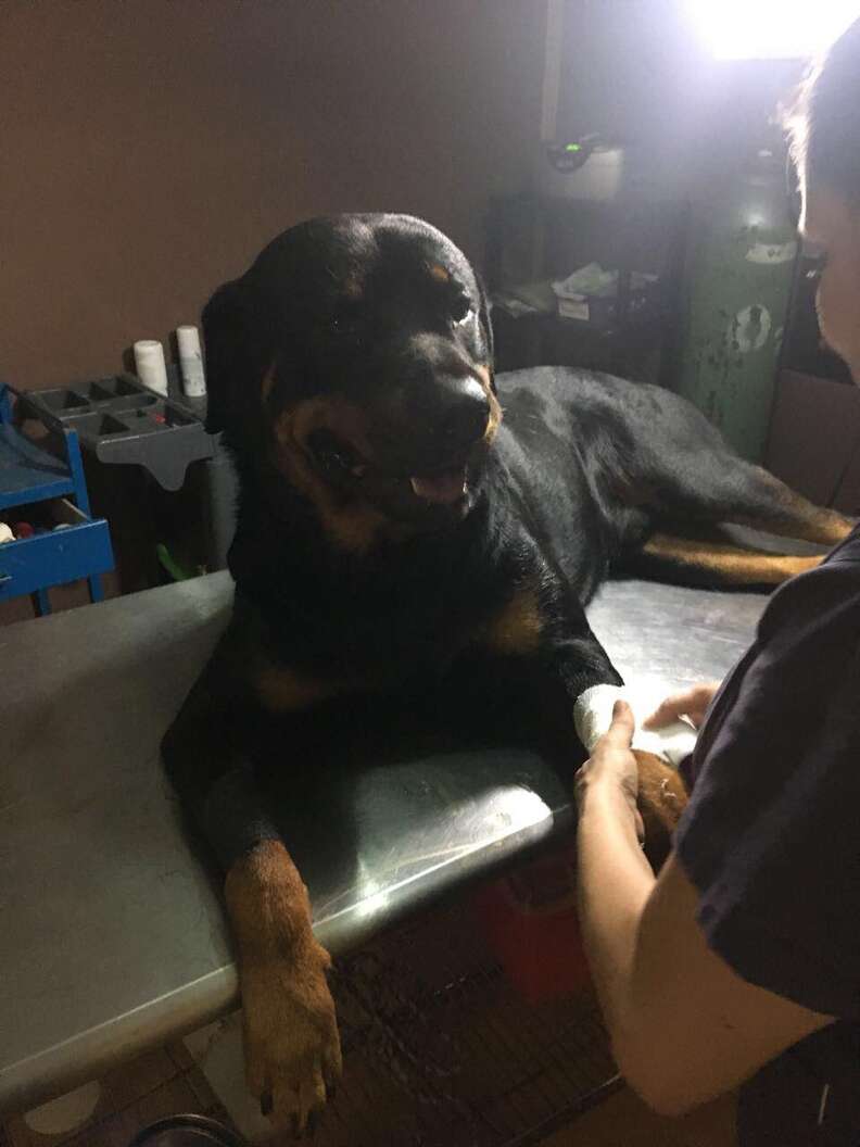 Dog blood donor in Costa Rica