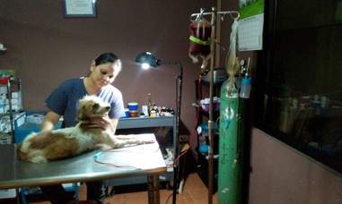 Dog receives blood donation in Costa Rica