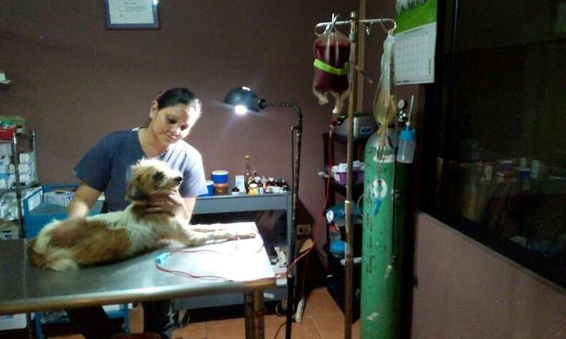 Dog receives blood donation in Costa Rica