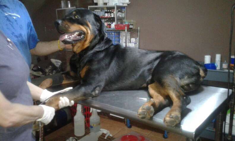 Dog blood donor in Costa Rica