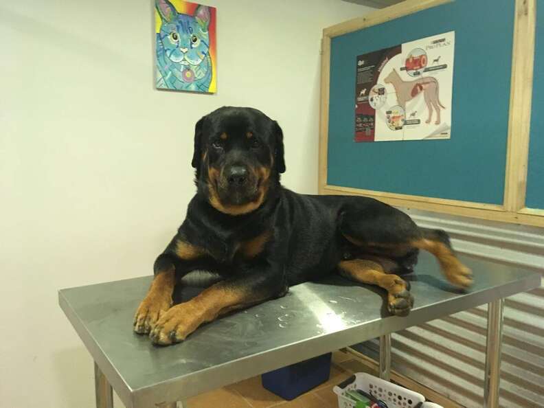 Blood donor dog at vet office in Costa Rica