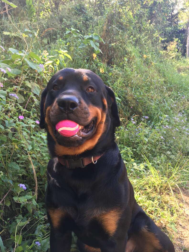 Dog blood donor with new toy tennis ball