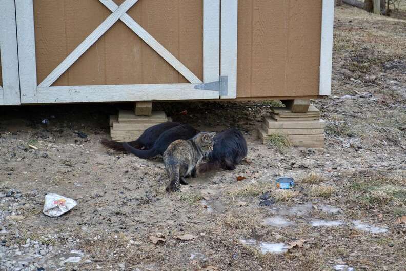 Cats found by burned down house in Illinois