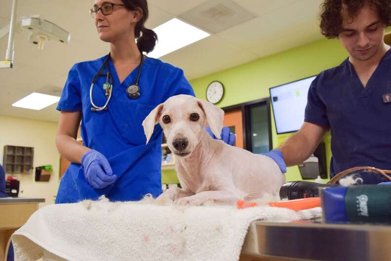 Great Dane And Poodle Had Lost Everything — Except For One Another ...