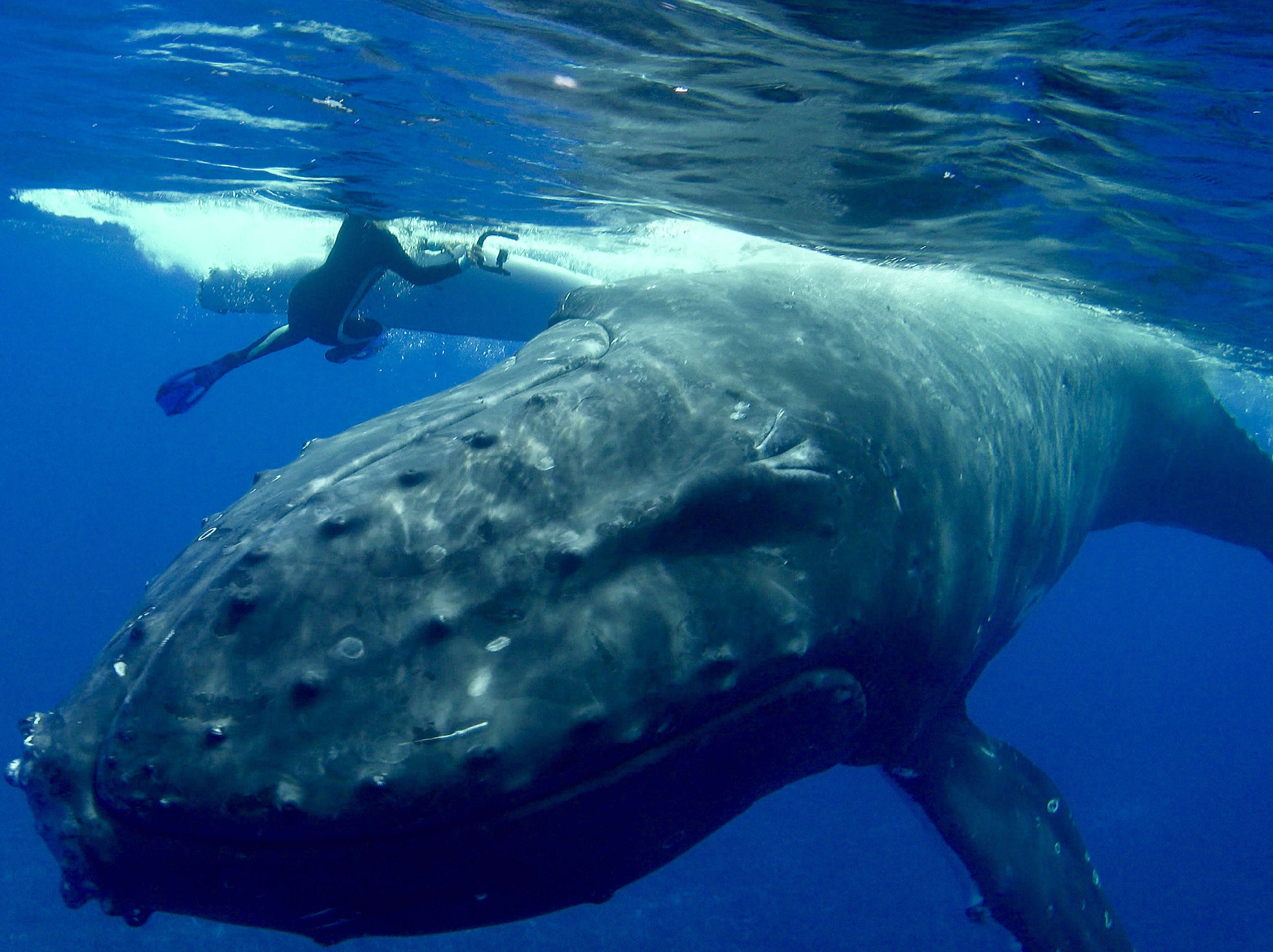 humpback whale saves diver shark