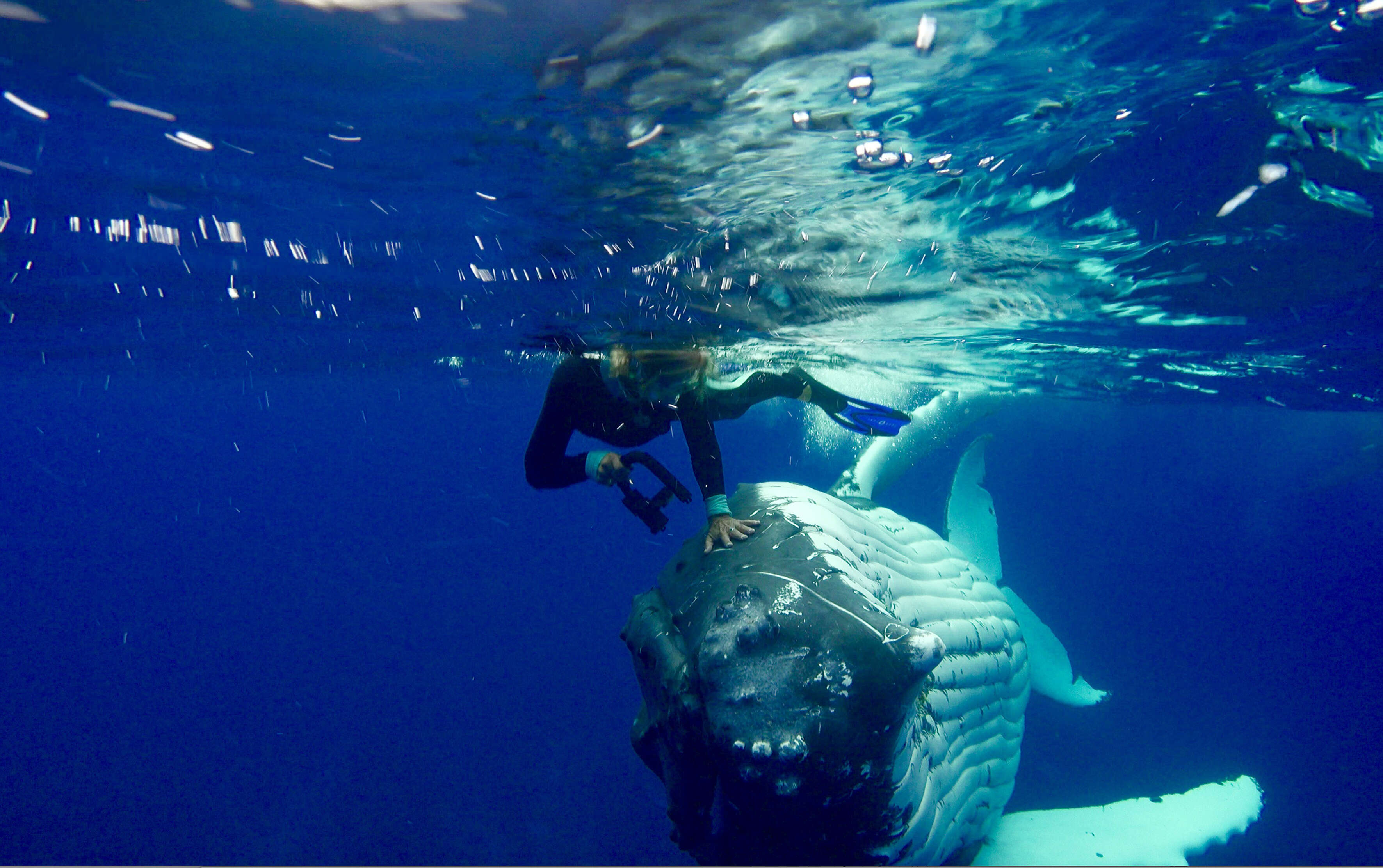 humpback whale saves diver shark