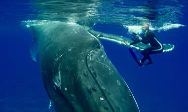 humpback whale saves diver shark