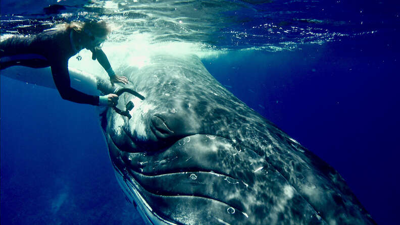humpback whale saves diver shark