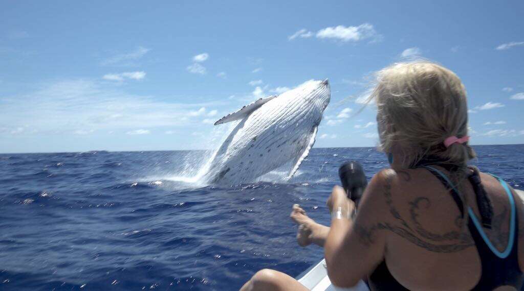 humpback whale cook islands