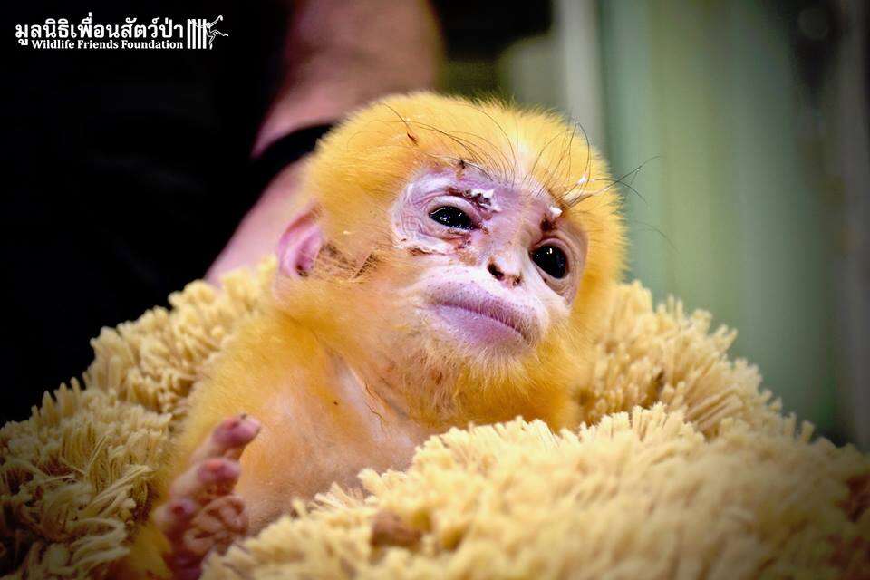 langur monkey baby orphan thailand