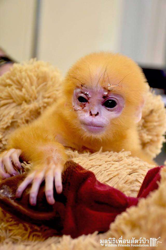 baby orphan langur monkey