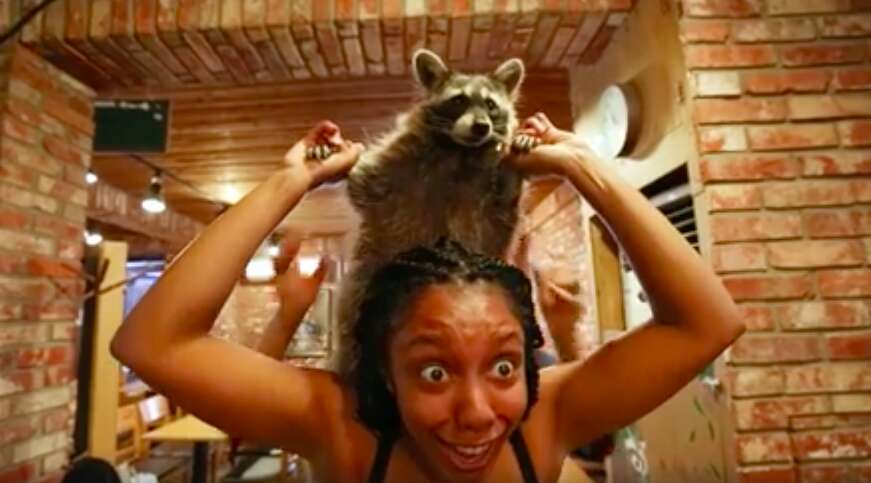 Woman holding raccoon on her shoulders