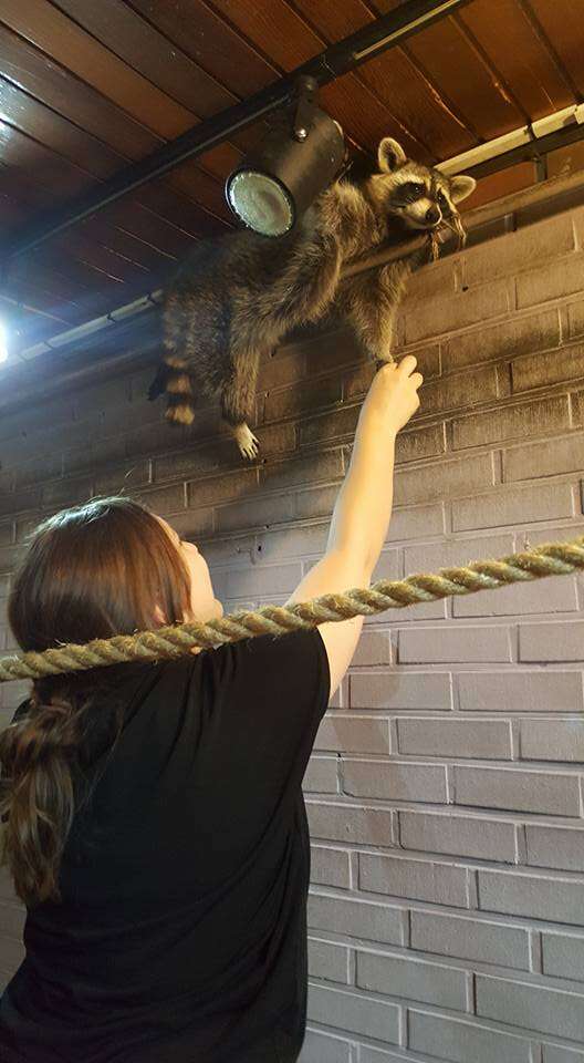 Woman trying to touch raccoon