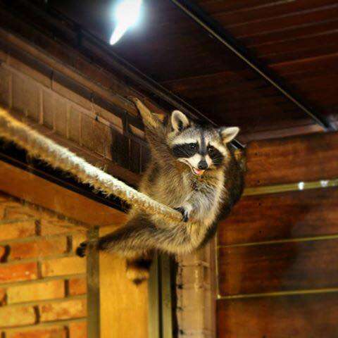 Raccoon hiding on pipe above shop