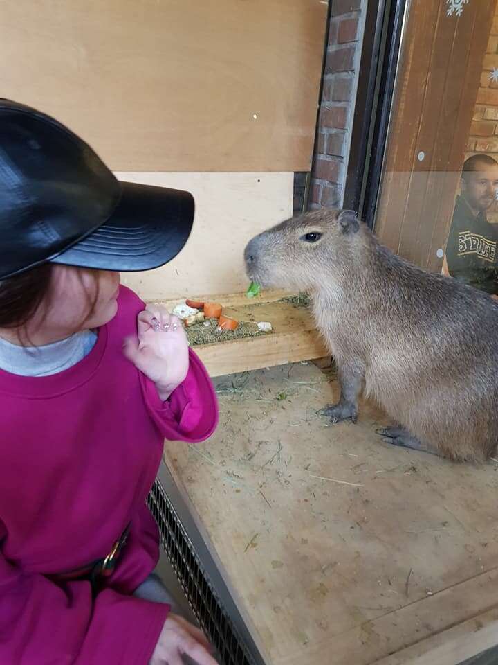 Woman feeding capybara