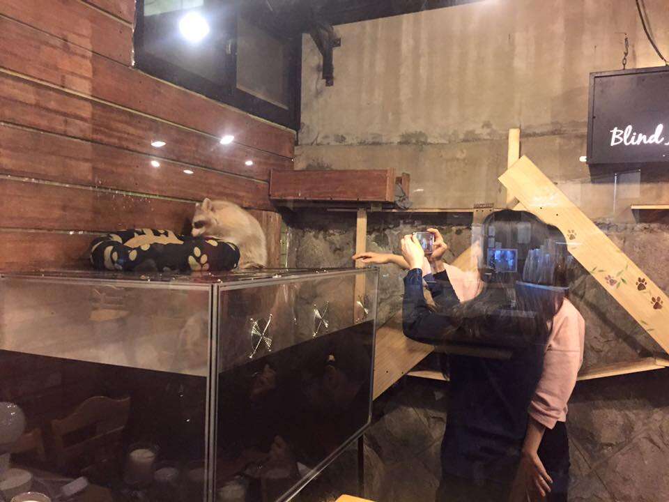 People taking photos of raccoon at cafe