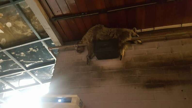 Raccoon lying across pipe