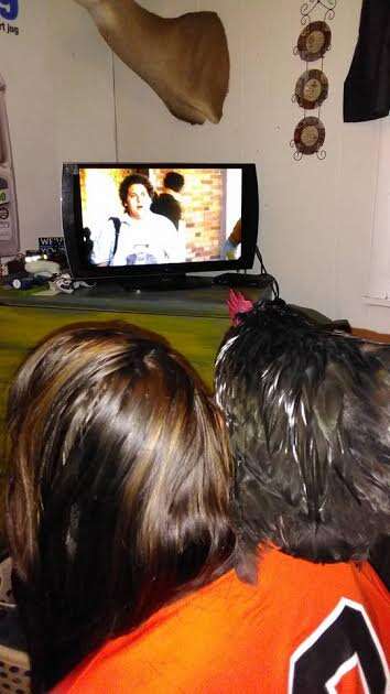 Rooster sitting on girl's shoulder as they watch TV