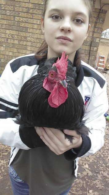 Girl holding rooster in her arms